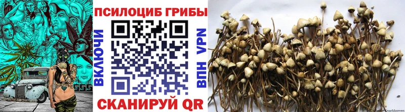 дарнет шоп  Кимры  Псилоцибиновые грибы Cubensis 